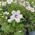Lohengrin Rose of Sharon Live Plant | Hibiscus paramutabilis x syriacus | 2 Gallon Pot | Lavender Pink Summer Blooms