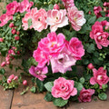 Pink Knock Out® Rose - Medium Pink Shrub Plant | 1 Gallon | Disease Resistant Landscape Rose