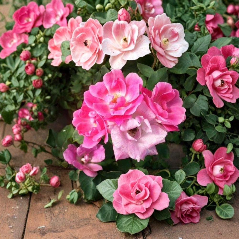 Pink Knock Out® Rose - Medium Pink Shrub Plant | 1 Gallon | Disease Resistant Landscape Rose