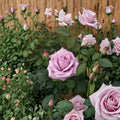 Blue Girl Rose – Rosa Hybrid Tea Live Plant | 1 Gallon | Mauve Lavender Fragrant Blooms