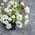 Iceberg Floribunda Rose – Pure White 3 Gallon Live Bush Plant with Root Ball Wrapping