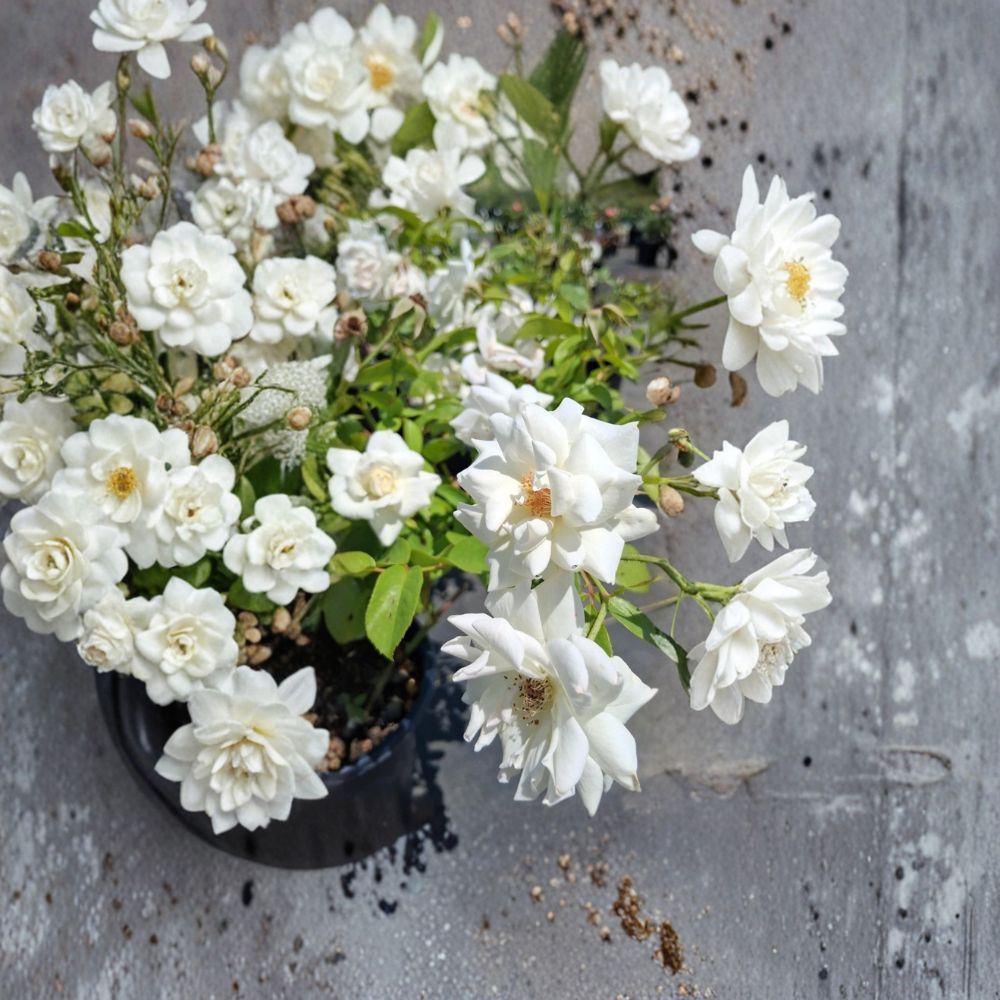 Iceberg Floribunda Rose – Pure White 3 Gallon Live Bush Plant with Root Ball Wrapping