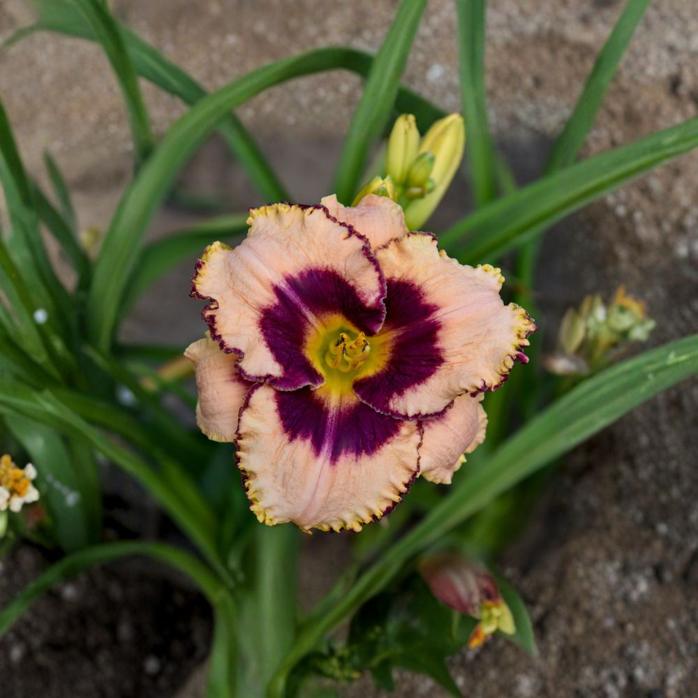 Hemerocallis 'Daring Deception' Daylily - 3 Bare Root Plants with Cream Pink Blooms and Purple Eye