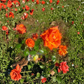 Marina Rose Floribunda Live Rose Bush | 5 Gallon Root-Wrapped Plant | Everblooming Salmon Orange Flowers