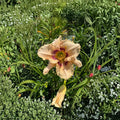 Hemerocallis 'Huckleberry Candy' Daylily – 3 Bare Root Plants with Grade #1 Roots and Vibrant Pink Blooms