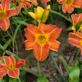 Hemerocallis 'Bright Sunset' Daylily – 3 Bare Root Plants with Fragrant Orange Blooms