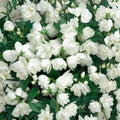 Philadelphus 'Janet Reidy' Mockorange Live Plant | 2 Gallon Pot | Double White Blooms | Fragrant Hardy Shrub