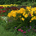 Hemerocallis 'Buttered Popcorn' Daylily - 3 Bare Root Plants | Fragrant Reblooming Perennial