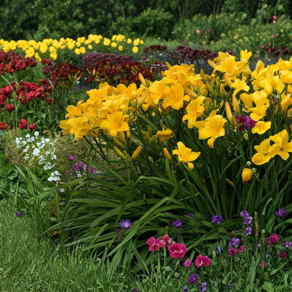 Hemerocallis 'Buttered Popcorn' Daylily - 3 Bare Root Plants | Fragrant Reblooming Perennial