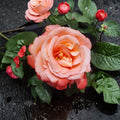 Voodoo Hybrid Tea Rose Live Plant - 5 Gallon Orange Yellow Rose Bush with Fragrant Blooms