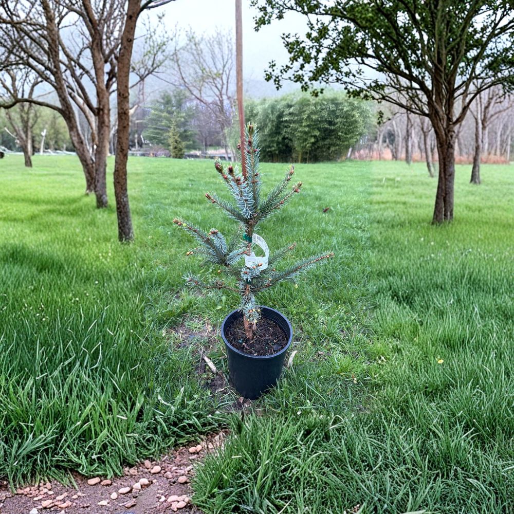 Bruns Serbian Spruce - 12 Inch Tall Live Columnar Evergreen Tree in 1 Gallon Pot