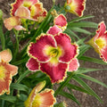 Hemerocallis 'Born to Run' Daylily - 3 Bare Root Plants with Rosy Red Ruffled Blooms