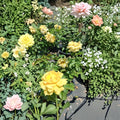 Julia Child Rose Butter Gold Live Bush Plant 1 Gallon | 2006 AARS Award Winner Floribunda