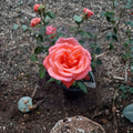 Tropicana Rose – Rosa Hybrid Tea Live Plant | 2 Gallon Established Plant with Vibrant Orange Blooms