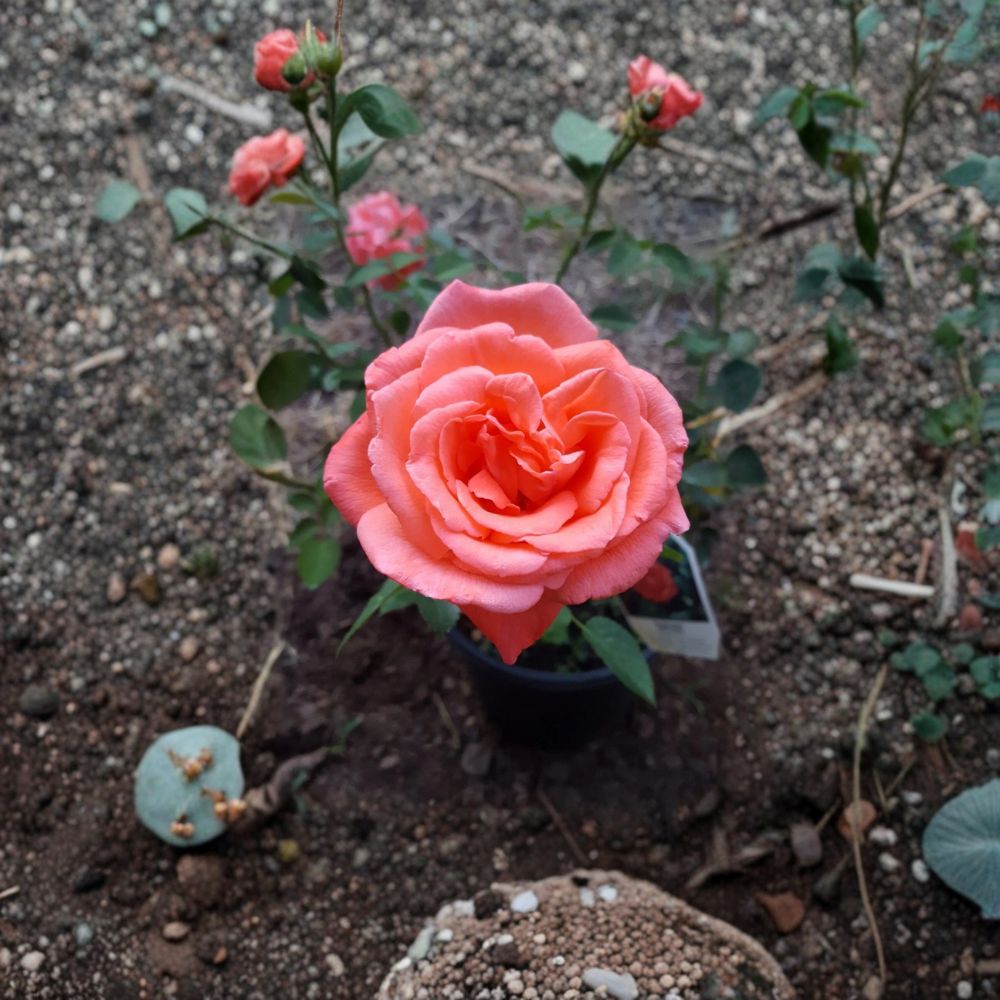 Tropicana Rose – Rosa Hybrid Tea Live Plant | 2 Gallon Established Plant with Vibrant Orange Blooms