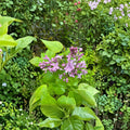 Syringa vulgaris 'Prairie Petite' – Dwarf French Lilac Live Plant in 1 Gallon Pot