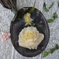 John F. Kennedy Hybrid Tea Rose - Pure White 5 Gallon Live Bush Plant