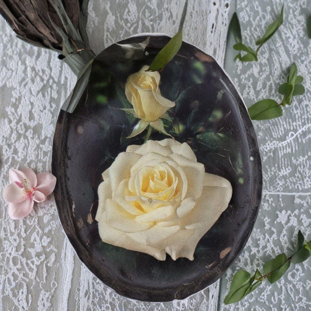 John F. Kennedy Hybrid Tea Rose - Pure White 5 Gallon Live Bush Plant