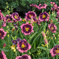 Hemerocallis 'Storm Shelter' Daylily – 3 Bare Root Plants | Mauve Flowers with Purple Eye | Tetraploid Perennial