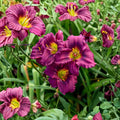 Hemerocallis 'Little Grapette' Daylily – 3 Bare Root Plants with Miniature Purple Blooms