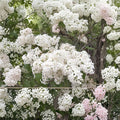 Syringa x oblata 'Betsy Ross' Lilac Live Plant | Fragrant White Blooms | 1 Gallon Pot