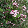 Deutzia crenata ‘Nikko Blush’ Live Plant | 12 Inch Tall Shrub in 1 Gallon Pot | Soft Pink Spring Blooms