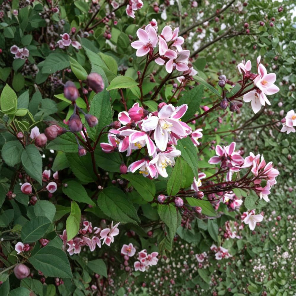 Deutzia crenata ‘Nikko Blush’ Live Plant | 12 Inch Tall Shrub in 1 Gallon Pot | Soft Pink Spring Blooms