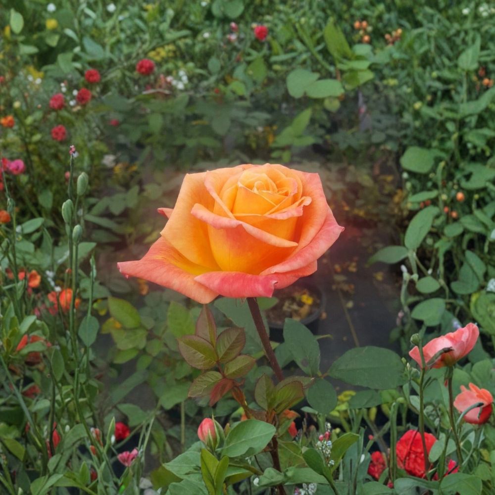 Arizona Rose – Rosa Grandiflora Live Plant | 2 Gallon | Orange Yellow Blooms