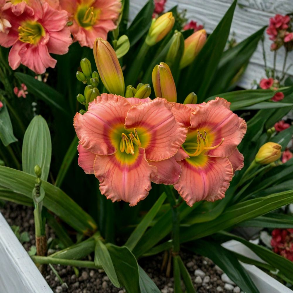 Hemerocallis 'Elegant Candy' Daylily – 3 Bare Root Plants with Fragrant Pink Blooms