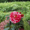 Scentimental Floribunda Rose - 2 Gallon Live Bush Plant with Striped Fragrant Blooms
