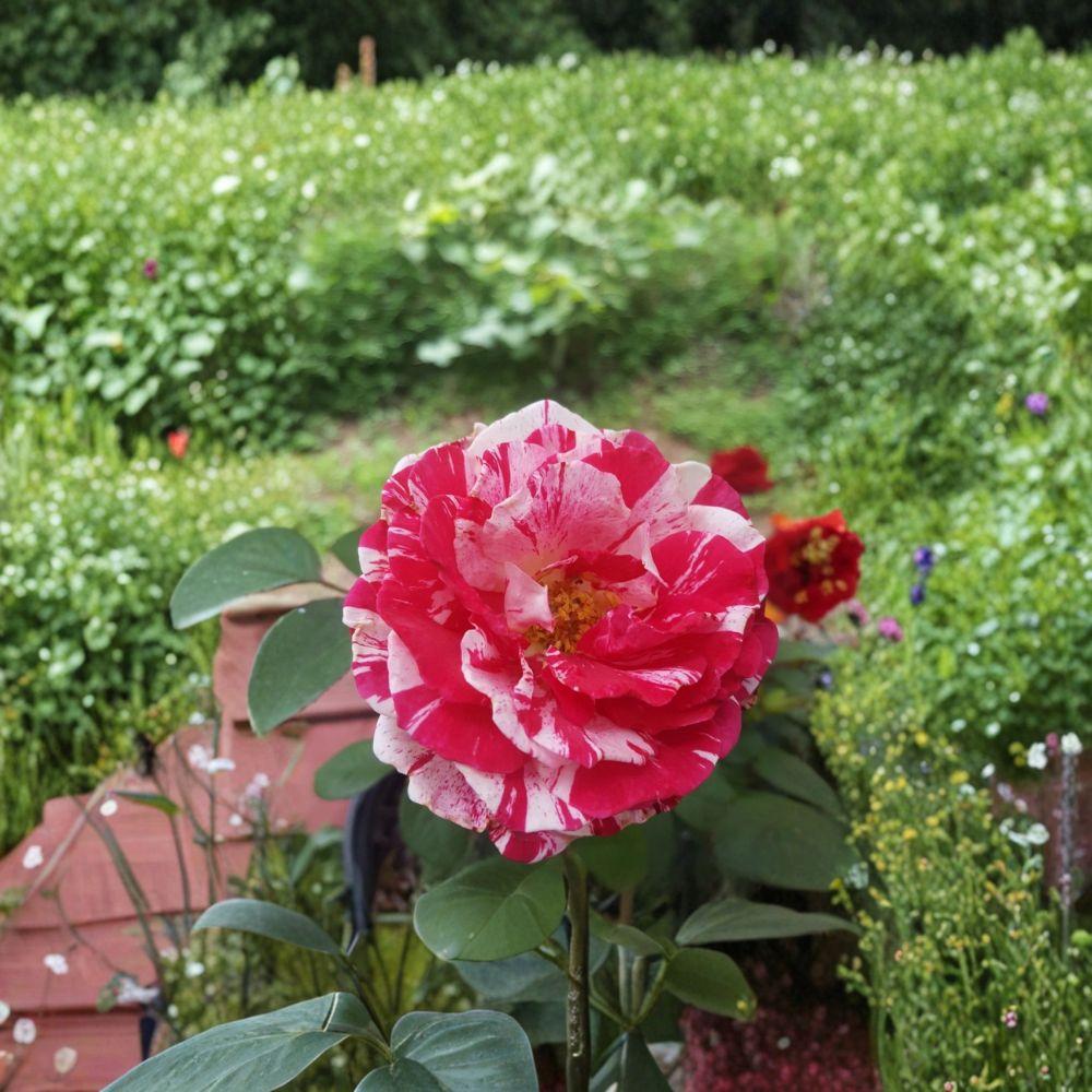 Scentimental Floribunda Rose - 2 Gallon Live Bush Plant with Striped Fragrant Blooms