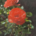 Impatient Floribunda Rose Orange Red Live Bush Plant 2 Gallon Root Ball Wrapped