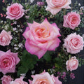 Kordes Perfecta Rose – Rosa Hybrid Tea Live Plant | 1 Gallon | Cream Pink Everblooming