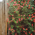 Climbing America Rose Salmon Pink Live Bush Plant 2 Gallon Fragrant Trellis Friendly
