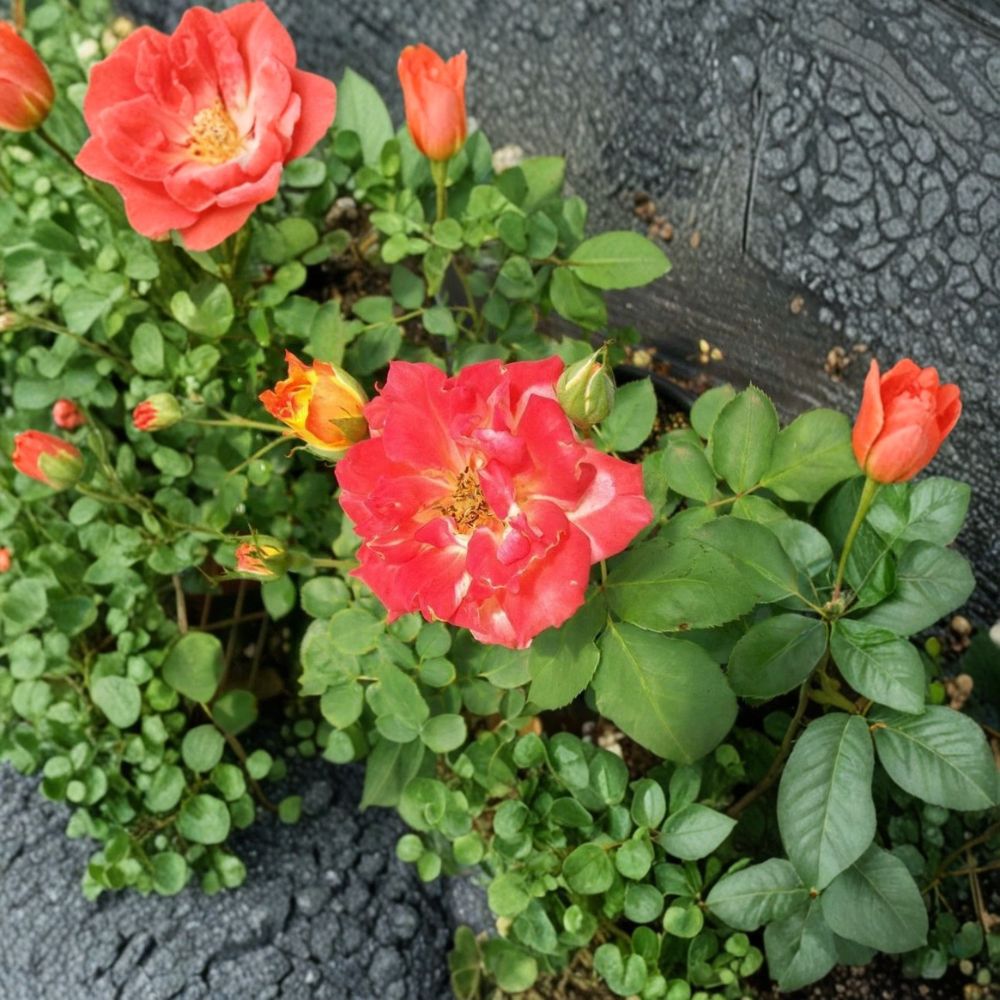 Pinata Rose Climbing Rose Live Plant | 2 Gallon | Yellow Orange Blooms