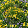 Hemerocallis 'Rocket City' Daylily - 3 Bare Root Plants with Large Orange Blooms