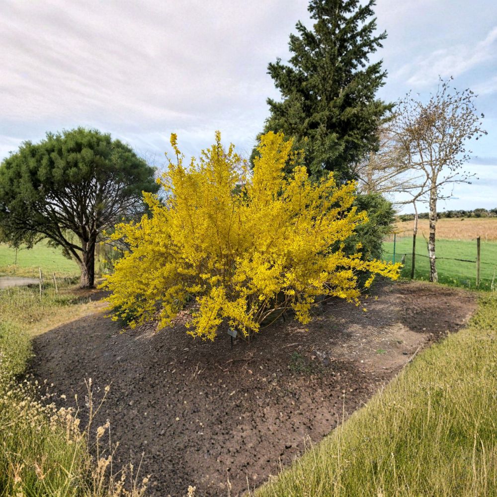 Forsythia x intermedia 'Fiesta' Variegated Forsythia Shrub Live Plant in 4 Inch Pot