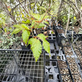 Fagus sylvatica 'Sandrode' – 10 Inch European Beech Live Plant, 1 Year Graft, Rare Ornamental Tree