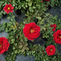 Mr. Lincoln Rose Live Plant | Rosa Hybrid Tea | 3 Gallon | Deep Red Fragrant Blooms
