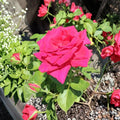 Voluptuous Hybrid Tea Rose - Deep Pink Large Bloom Live Bush Plant 1 Gallon