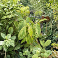 Cornus kousa 'White Duster' – Variegated Dogwood Live Plant, 12 Inches Tall, 1 Year Graft