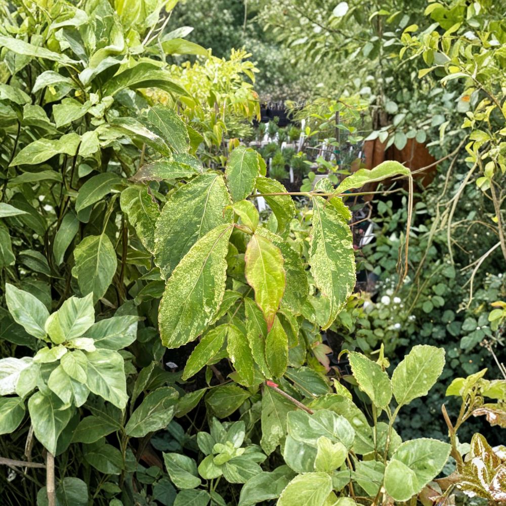 Cornus kousa 'White Duster' – Variegated Dogwood Live Plant, 12 Inches Tall, 1 Year Graft