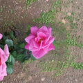 Perfume Delight Hybrid Tea Rose - Pink Live Bush Plant | 1 Gallon | Fragrant Garden Rose
