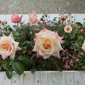 Peace Rose – Rosa Hybrid Tea Live Plant | 1 Gallon | Yellow Pink Blooms