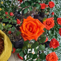 Marina Everblooming Floribunda Rose – Salmon Orange Live Bush Plant | 3 Gallon Size