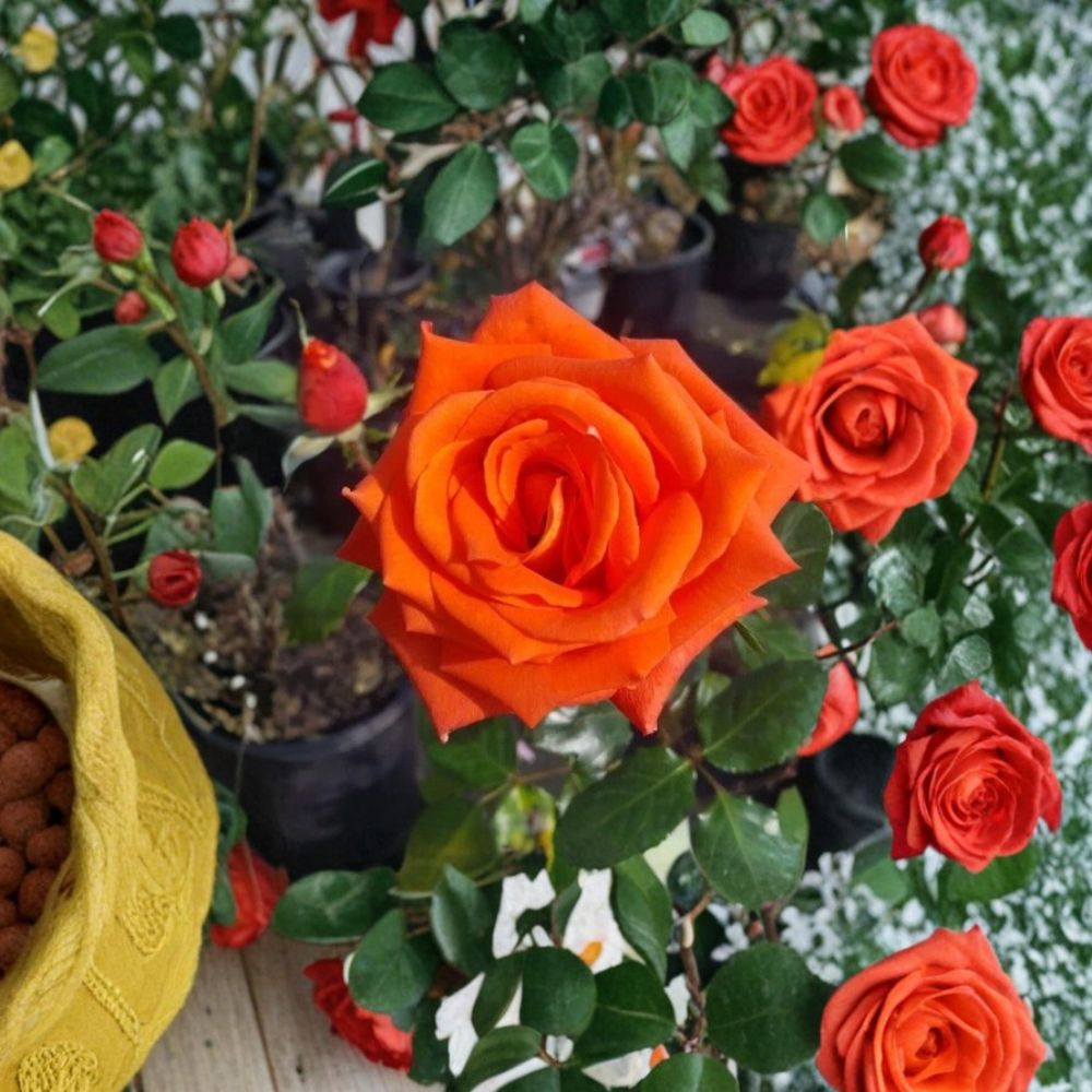 Marina Everblooming Floribunda Rose – Salmon Orange Live Bush Plant | 3 Gallon Size
