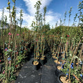 Robinson Flowering Crabapple Tree – Malus 'Robinson' Live Ornamental Tree 4–6 Feet Tall