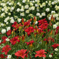 Hemerocallis 'Chicago Apache' Daylily - 3 Bare Root Plants with Scarlet Red Blooms