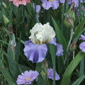 Stairway to Heaven Bearded Iris – 3 Live Rhizomes | Hardy Lavender Blue Perennial Flower