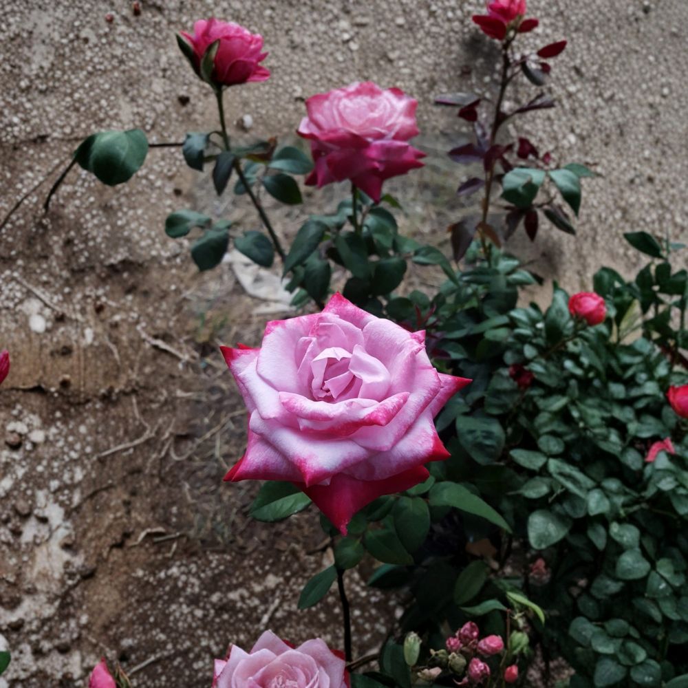 Paradise Hybrid Tea Rose – 1 Gallon Live Fragrant Rose Bush with Lavender Pink Magenta Blooms